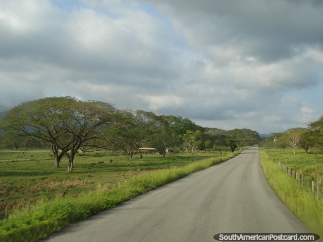 Camino rural hermoso que se dirige hacia el norte a Maracaibo, árboles y campos. (640x480px). Venezuela, Sudamerica.