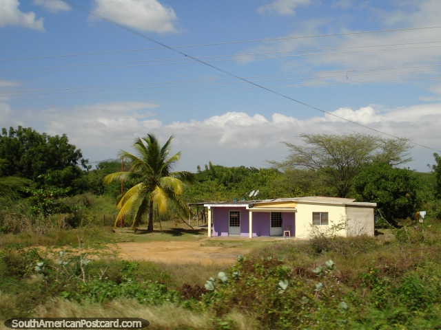 Country home and palm tree on the hot dry north coast east of Maracaibo. (640x480px). Venezuela, South America.