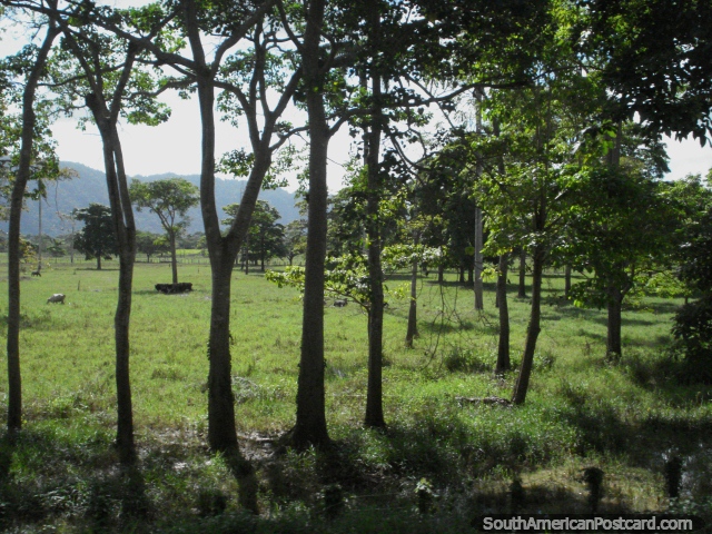 Árvores e terra de cultivo entre Yaracal e Moron. (640x480px). Venezuela, Amrica do Sul.