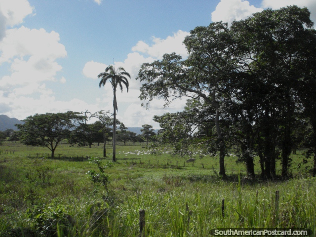 Aves y campo verde entre Yaracal y Moron. (640x480px). Venezuela, Sudamerica.