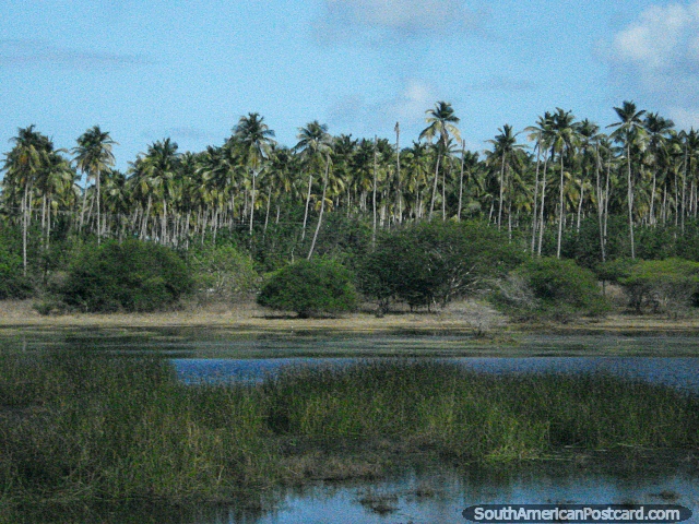 Thick greenness of the marsh and the palm trees between Tucacas and Moron. (640x480px). Venezuela, South America.