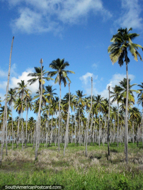 Entre Tucacas e Idiota l so os anos 1000 e os anos 1000 de palmeiras. (480x640px). Venezuela, Amrica do Sul.