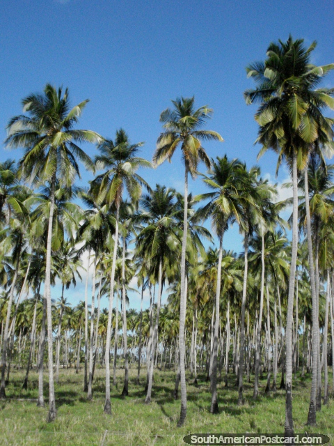 As verdes grossas das palmeiras na costa do norte. (480x640px). Venezuela, América do Sul.
