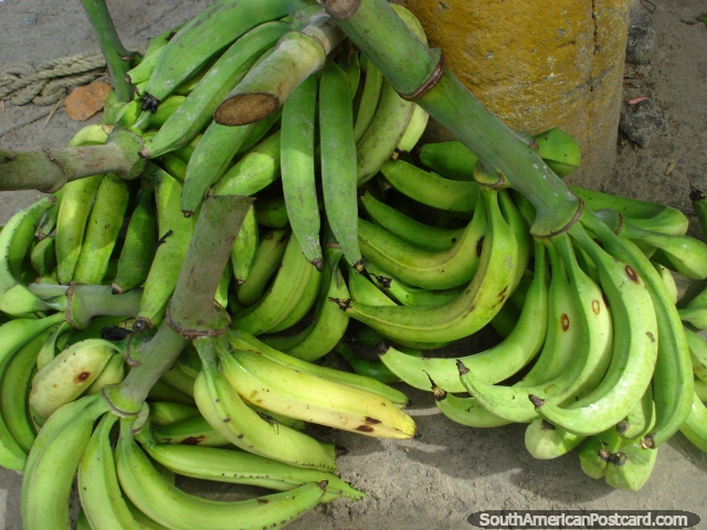 Uma pilha de bananas verdes na terra na Porto Colômbia. (640x480px). Venezuela, América do Sul.