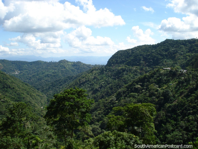 The road between Maracay and Caracas winds up and around through thick green forest. (640x480px). Venezuela, South America.
