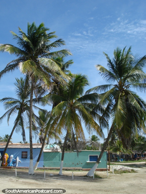 Palms and shops at La Restinga lagoon, a popular place to visit on Isla Margarita. (480x640px). Venezuela, South America.