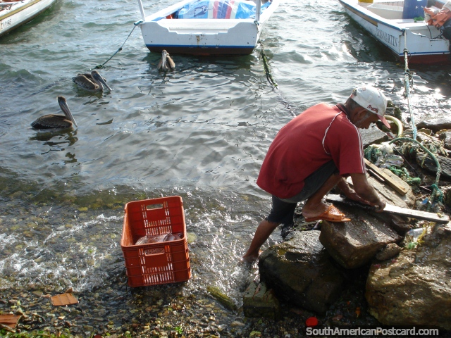 Um pescador processa o seu peixe junto da gua em Boca de Rio, Ilha Margarita. (640x480px). Venezuela, Amrica do Sul.