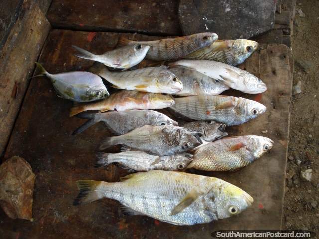 Freshly caught fish of the morning sit on the bench at Boca de Rio, Isla Margarita. (640x480px). Venezuela, South America.