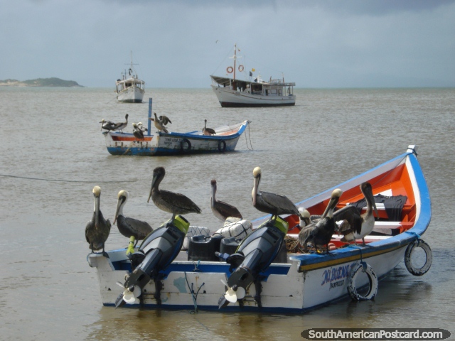 Os grupos de pelicanos sentam-se em barcos de pesca na praia de Juan Griego, Ilha Margarita. (640x480px). Venezuela, América do Sul.