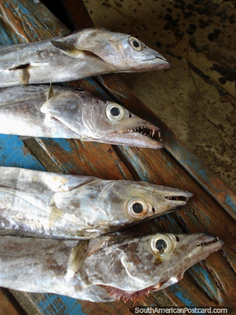 Pescado parecido a una serpiente largo con navaja de afeitar dientes agudos en el cobertizo de pescado en Juan Griego, Isla Margarita. (480x640px). Venezuela, Sudamerica.