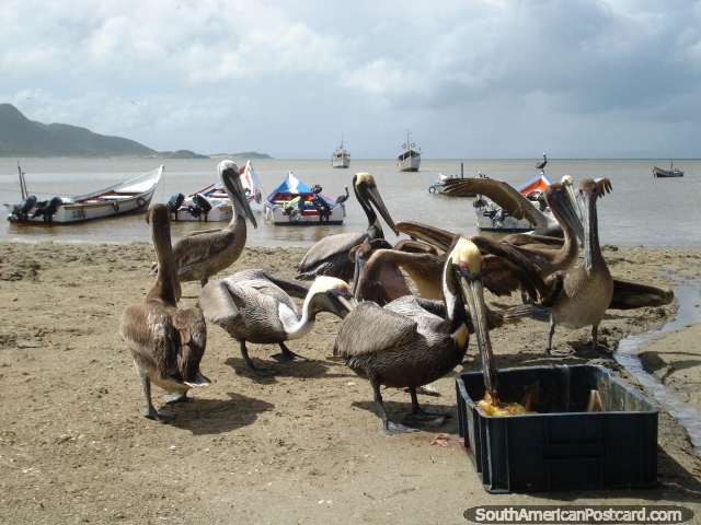 Os pelicanos com fome comem sucatas de peixe atrás do abrigo na praia em Juan Griego, Ilha Margarita. (640x480px). Venezuela, América do Sul.