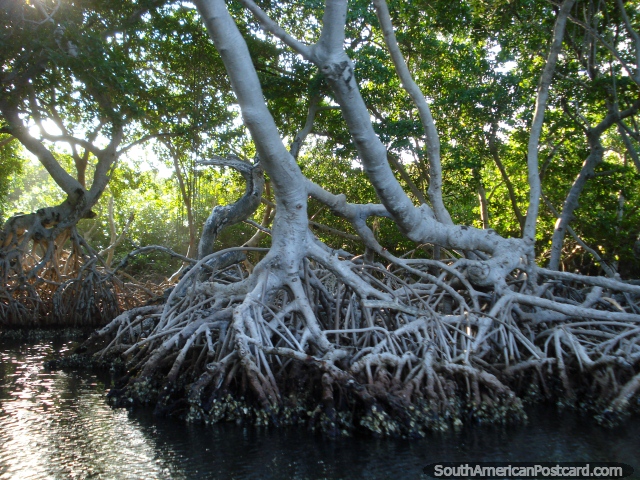 In a small boat looking for oysters growing on the tree roots at La Restinga, Isla Margarita. (640x480px). Venezuela, South America.