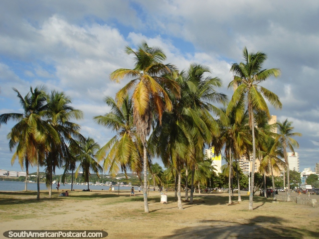 Las palmeras estn de pie desde el principio de la playa en Puerto la Cruz. (640x480px). Venezuela, Sudamerica.