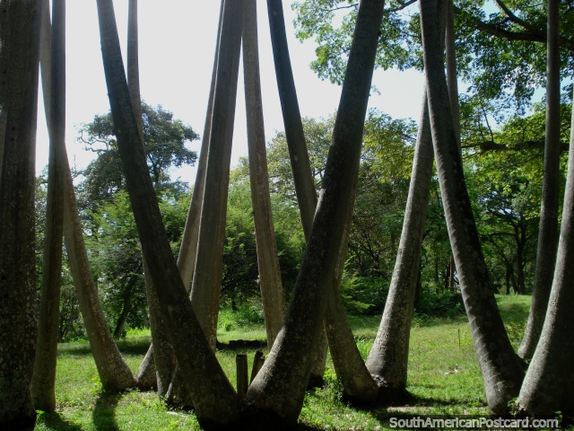 Ã�rvores de V-shaped, tem muitos em Parque Cachamay em Cidade Guayana. (640x480px). Venezuela, América do Sul.