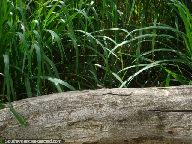 Uma iguana muito pequena empurra a sua cabeça de um log em Parque Cachamay, Cidade Guayana. (640x480px). Venezuela, América do Sul.