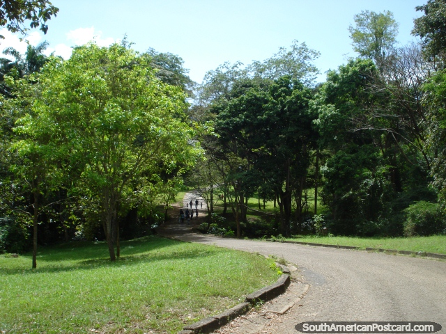 Andando os caminhos pelas árvores e verdura em Parque Cachamay em Cidade Guayana. (640x480px). Venezuela, América do Sul.