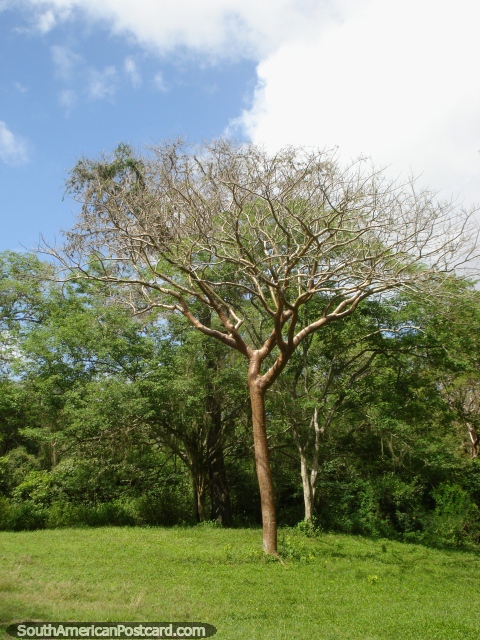 Árboles por el mil en Parque Cachamay en Ciudad Guayana. (480x640px). Venezuela, Sudamerica.