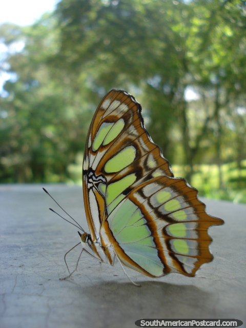 Mariposa verde y marrón en Parque Cachamay en Ciudad Guayana. (480x640px). Venezuela, Sudamerica.