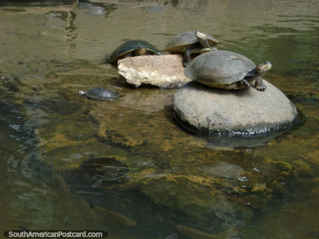 Un grupo de pequeñas tortugas en rocas en Parque Loefling en Ciudad Guayana. (640x480px). Venezuela, Sudamerica.