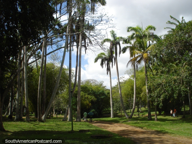 Passe algumas horas andando em volta de Parque Cachamay e Loefling Zoo entre a natureza em Cidade Guayana. (640x480px). Venezuela, América do Sul.