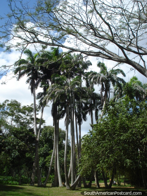 Treescapes de beleza em Parque Cachamay em Cidade Guayana. (480x640px). Venezuela, Amrica do Sul.