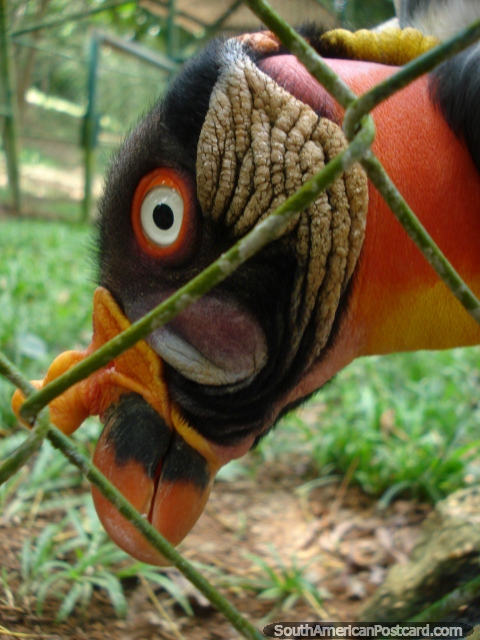 Rey Zamuro o buitre del rey con una cabeza de muchos colores y texturas, Parque Loefling, Ciudad Guayana. (480x640px). Venezuela, Sudamerica.