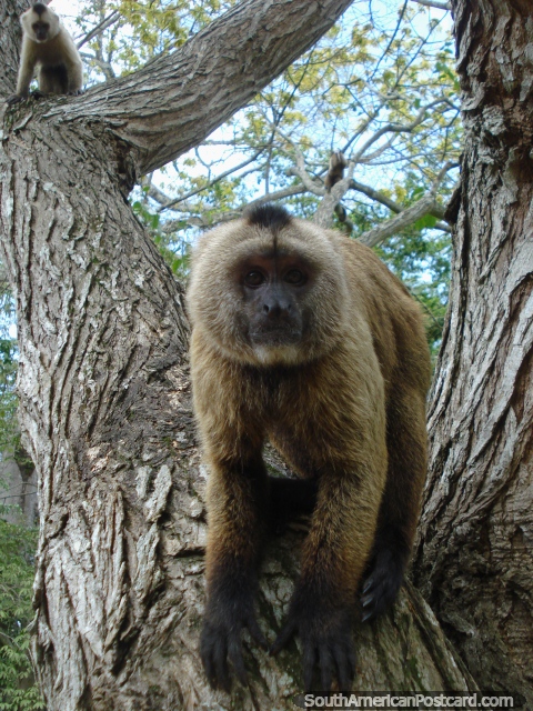 Macacos enxadrezados em Parque Loefling como refeições leves dos visitantes, Cidade Guayana. (480x640px). Venezuela, América do Sul.