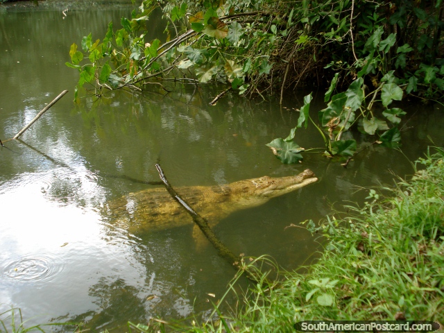 O caimo emerge do seu tanque turvo, pantanoso em Parque Loefling em Cidade Guayana. (640x480px). Venezuela, Amrica do Sul.
