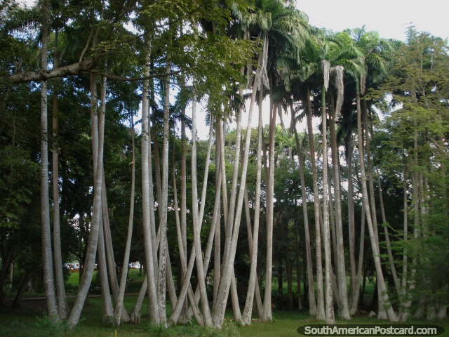 A big bunch of V-shaped trees at Parque Cachamay in Ciudad Guayana. (640x480px). Venezuela, South America.