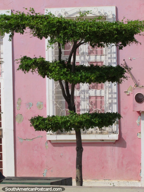 3 rvore de nvel em frente de uma casa rosa em Bulevar Santa Lucia, Maracaibo. (480x640px). Venezuela, Amrica do Sul.