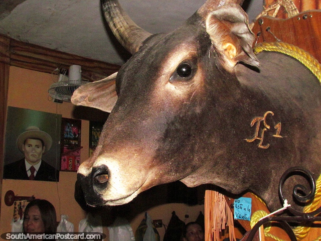 Cabea de uma vaca em uma loja de El Tintorero. (640x480px). Venezuela, Amrica do Sul.