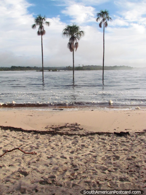 3 rboles del trillizo estn de pie juntos en la laguna en Canaima. (480x640px). Venezuela, Sudamerica.