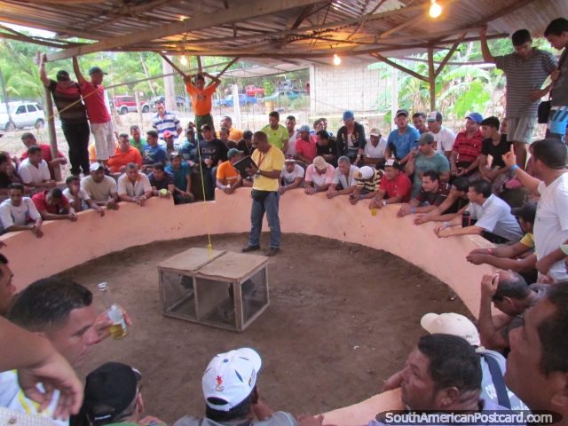 Um galo lutando com o anel em Mochima onde os habitantes locais tomam o evento muito seriamente. (640x480px). Venezuela, Amrica do Sul.