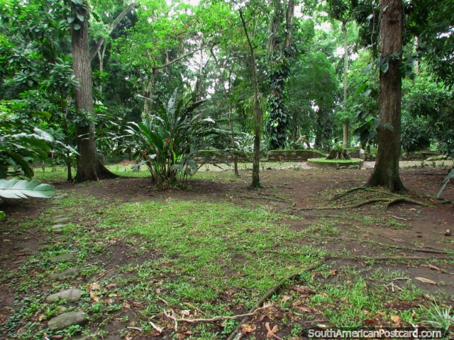 Árboles y el suelo forestal en Parque El Fuerte - San Felipe. (640x480px). Venezuela, Sudamerica.
