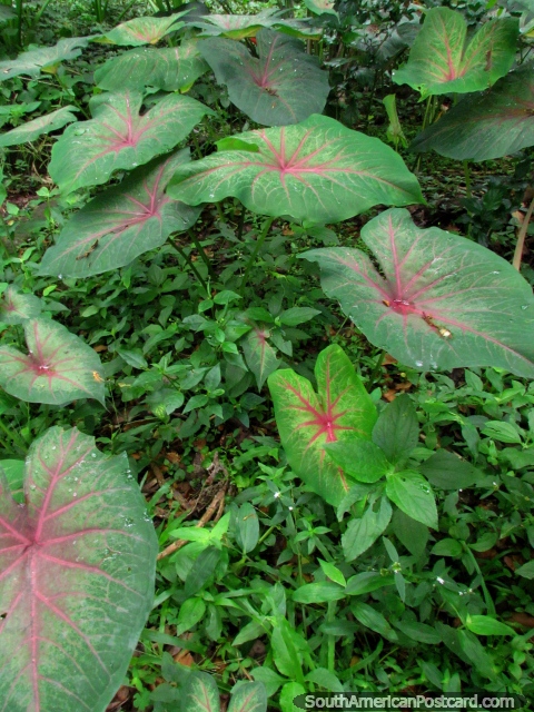 Grandes folhas verdes e vermelhas na floresta em Parque El Fuerte - San Felipe. (480x640px). Venezuela, Amrica do Sul.