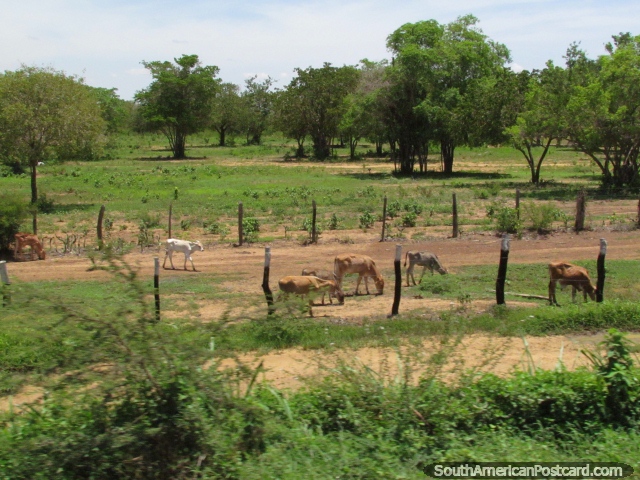 Los terneros pastan en el campo verde enorme entre Maracaibo y Coro. (640x480px). Venezuela, Sudamerica.
