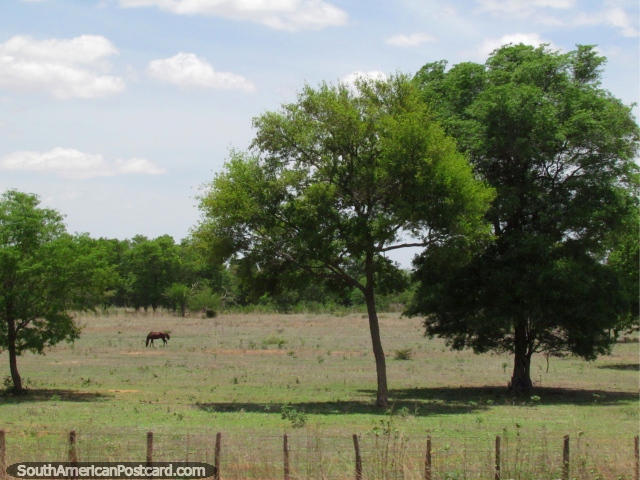 A lone horse in a paddock with large trees between Maracaibo and Coro. (640x480px). Venezuela, South America.