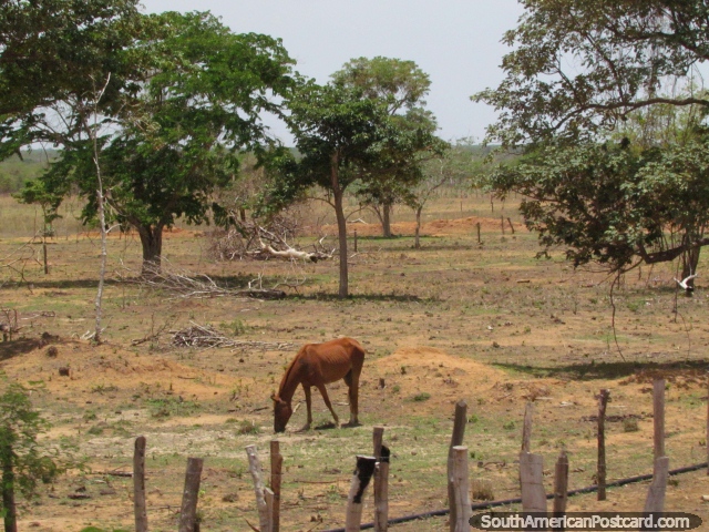 Horse grazes on rough farming terrain between Maracaibo and Coro. (640x480px). Venezuela, South America.