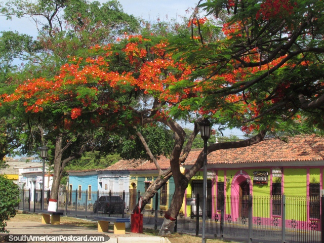 Flores coloridas e casas coloridas no Cacique de Passeio Indio Manaure em Coro. (640x480px). Venezuela, América do Sul.