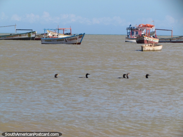 Un grupo de 5 aves marinas negras rema con pala en las aguas en el La Vela de Coro. (640x480px). Venezuela, Sudamerica.