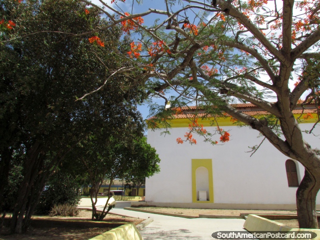 Árbol floreado naranja con la iglesia detrás en la plaza en Pueblo Nuevo. (640x480px). Venezuela, Sudamerica.