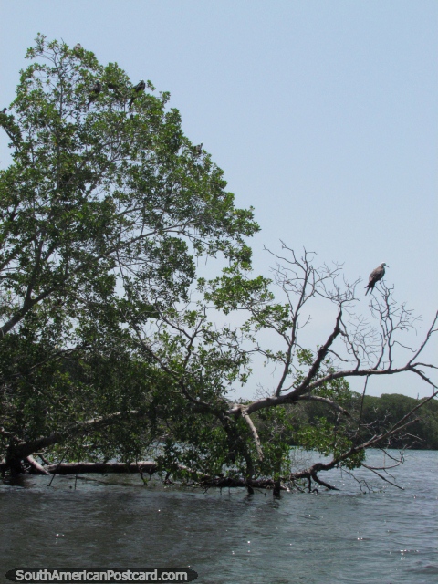 A ilha de pssaros (Ilha Los Pajaros) em Parque Nacional Morrocoy. (480x640px). Venezuela, Amrica do Sul.
