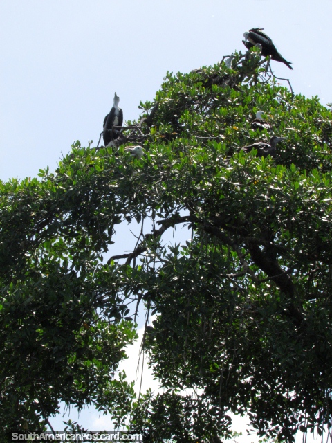 Birds nesting on Isla Los Pajaros at Morrocoy National Park. (480x640px). Venezuela, South America.