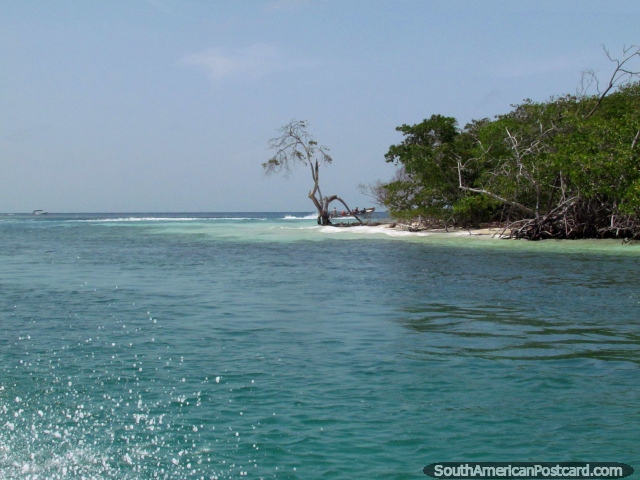 This tree marks the spot of a small secluded beach with nobody around at Morrocoy National Park. (640x480px). Venezuela, South America.