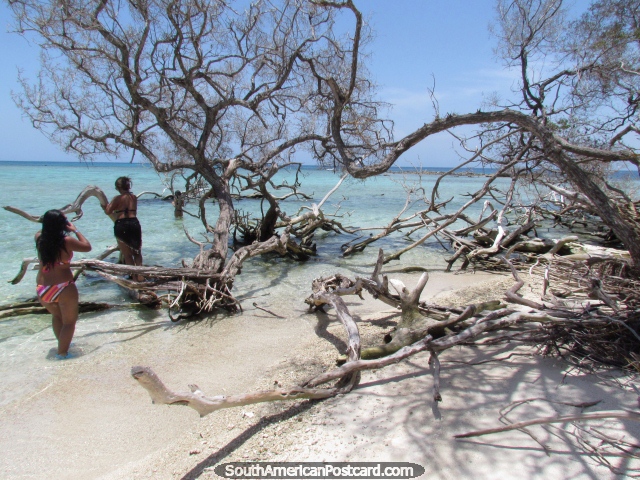 Dry trees and driftwood make pretty patterns at Cajo Sombrero, Morrocoy National Park. (640x480px). Venezuela, South America.