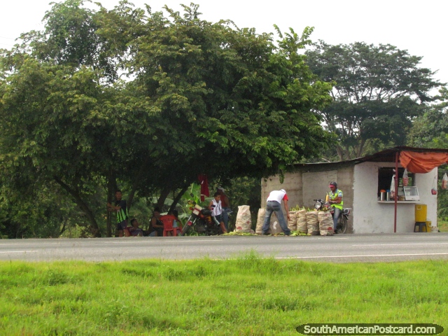 Sweetcorn for sale roadside between Acarigua and Barinas. (640x480px). Venezuela, South America.