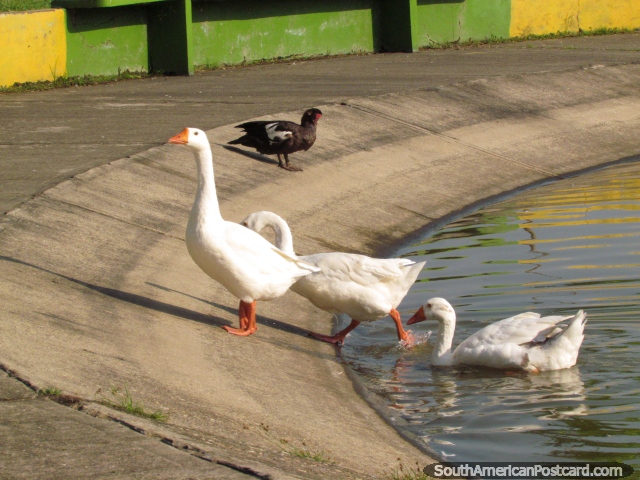 Los gansos blancos surgen de la laguna en el Parque Federation en Barinas. (640x480px). Venezuela, Sudamerica.