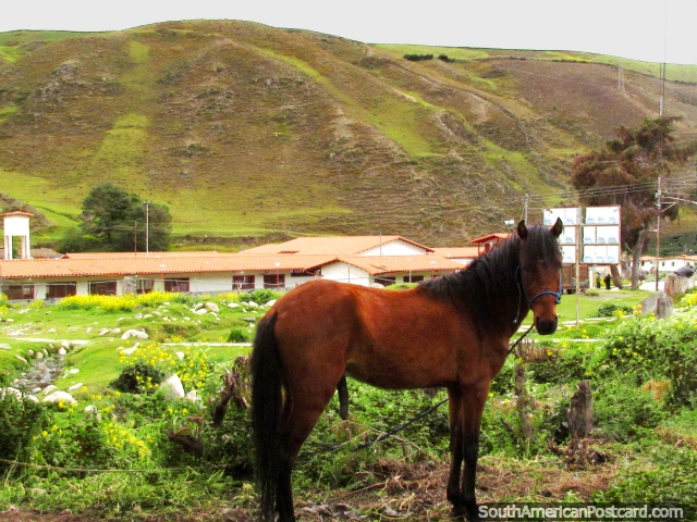 Um cavalo marrom que está com montanhas atrás em San Isidro de Apartaderos. (640x480px). Venezuela, América do Sul.