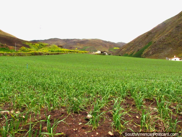 Terra de cultivo em uma manh fresca fria em volta de San Isidro de Apartaderos. (640x480px). Venezuela, Amrica do Sul.