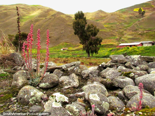Plantas de la montaña rosadas introducidas en la roca alrededor de San Isidro de Apartaderos. (640x480px). Venezuela, Sudamerica.